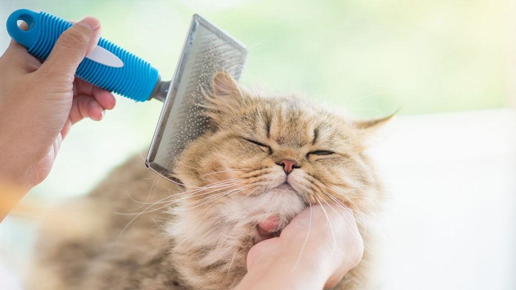 Pet Grooming