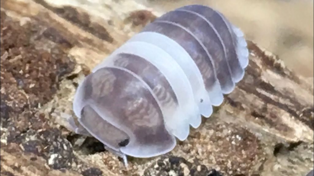 Panda king isopods
