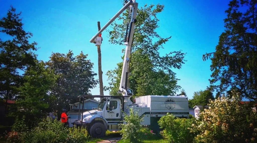 Tree removal